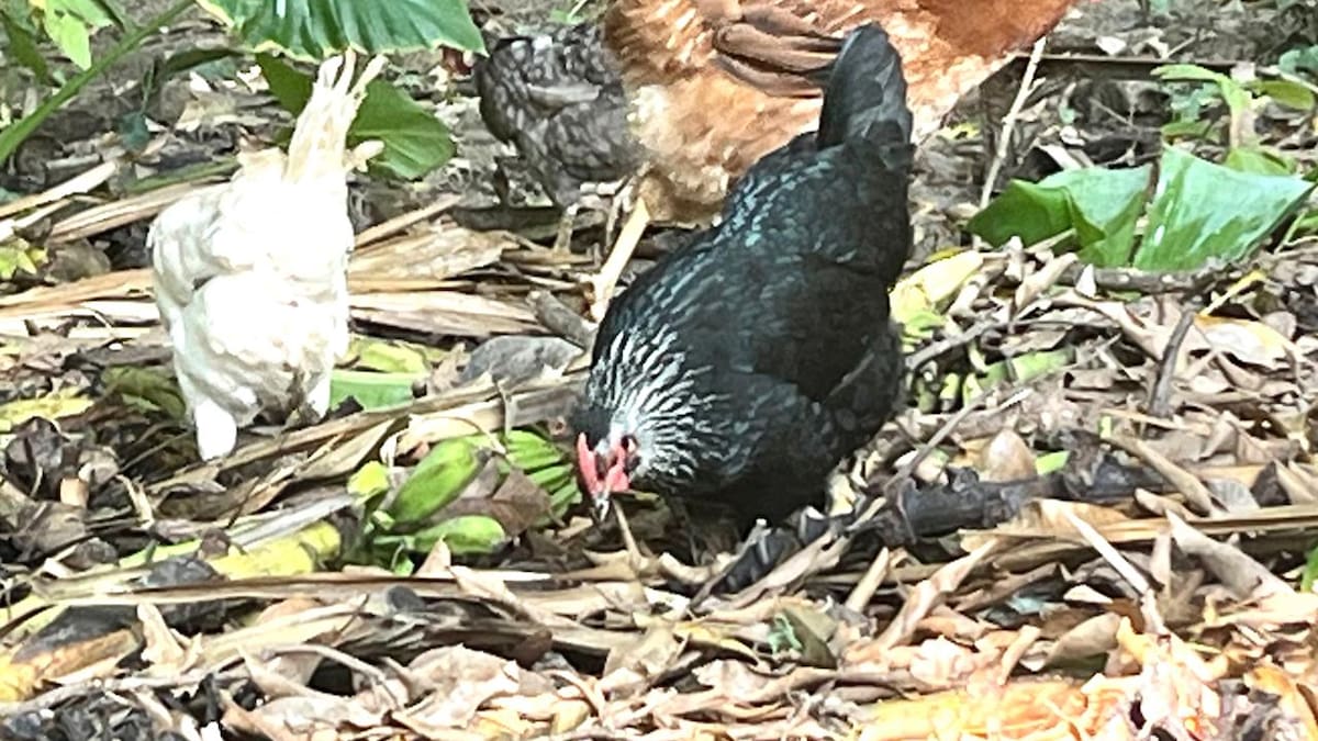 CRÓNICA: LAS GALLINAS FELICES