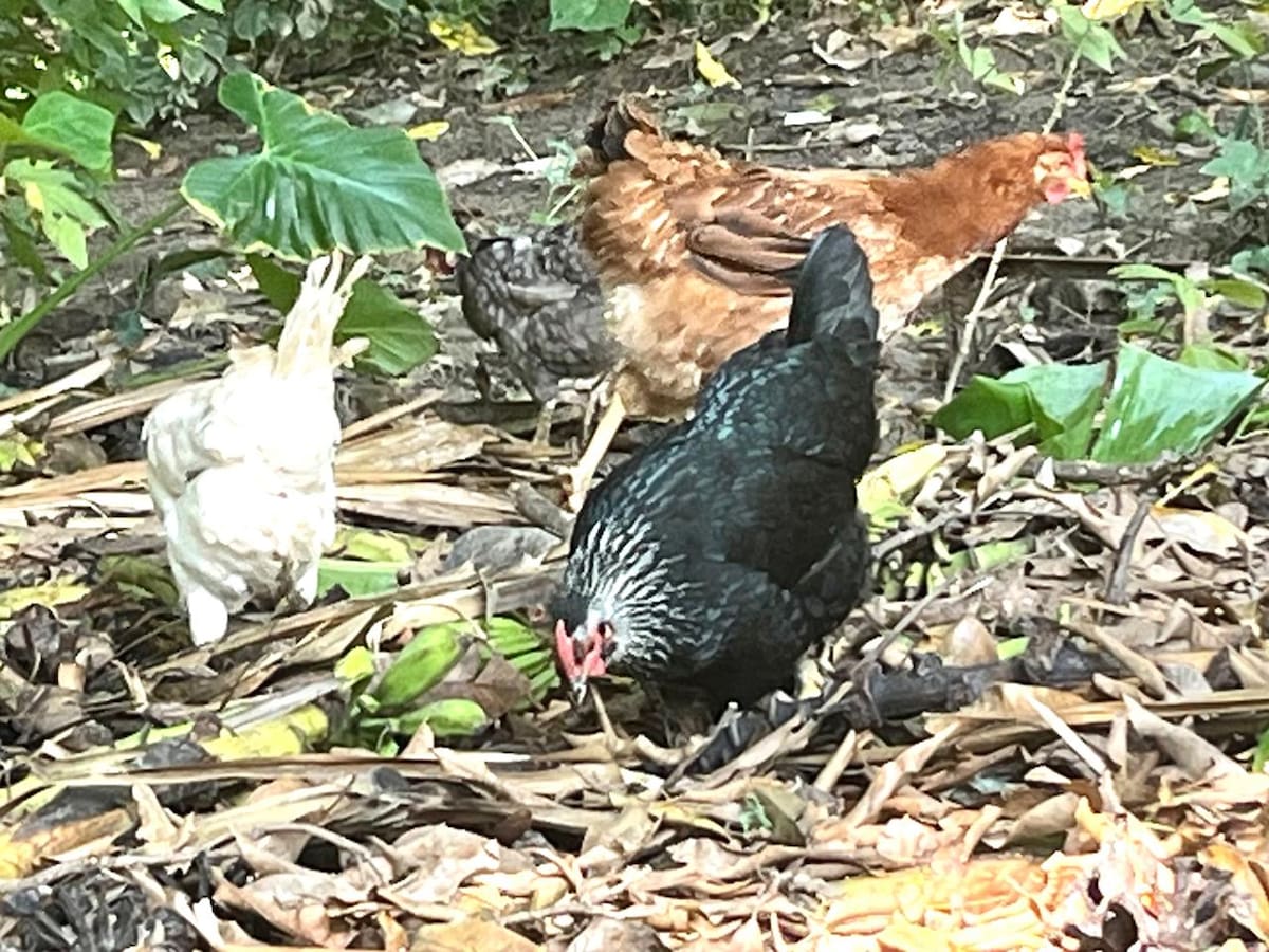 CRÓNICA: LAS GALLINAS FELICES