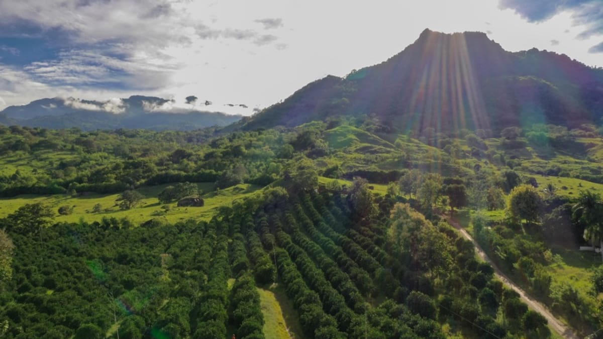 Consejo de Estado admite demanda contra APPA que congela más de 8.300 hectáreas en Antioquia