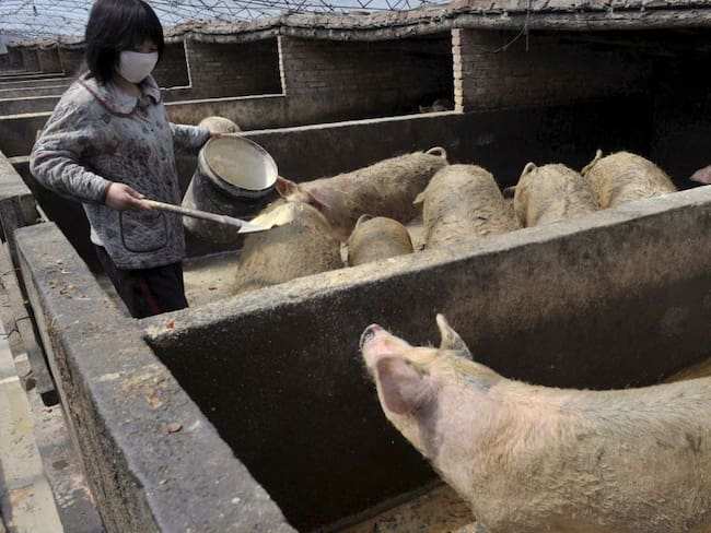 Mueren cinco millones de cerdos en un año por la peste porcina en Asia