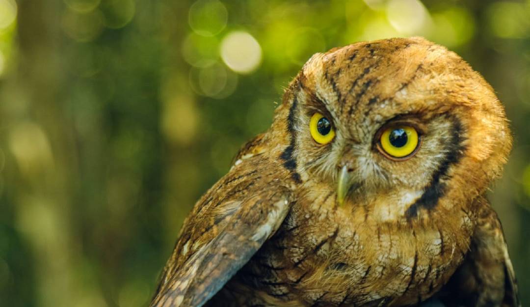 Animales silvestres rescatados por autoridades. Foto: Cortesía MinAmbiente. 