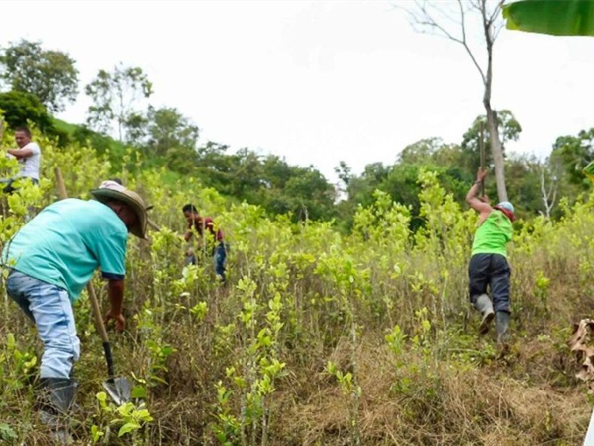 Gobierno responde a gobernador (e) de Nariño por incumplimiento en sustitución de cultivos