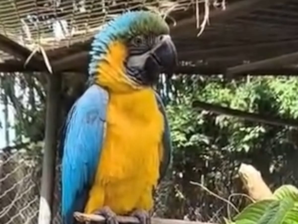 CRQ investiga presunto tráfico ilegal de fauna, de guacamayas con fines turísticos en Quindío