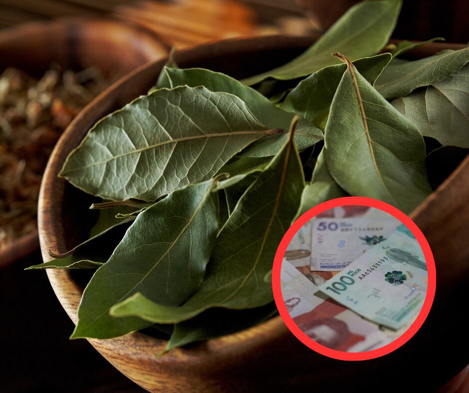 Hojas de laurel y dinero colombiano (Getty Images)