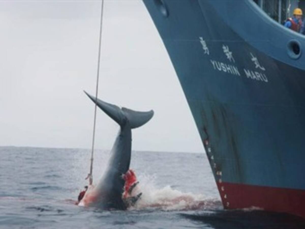 Australia negoció la caza de ballenas en sus aguas de Japón