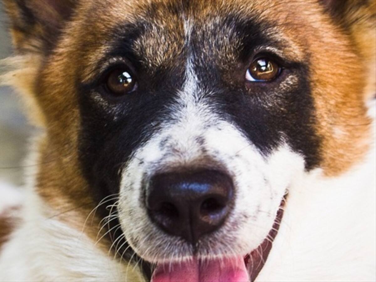 Patrullero policial rescata dos perros en una alcantarilla en Quibdó