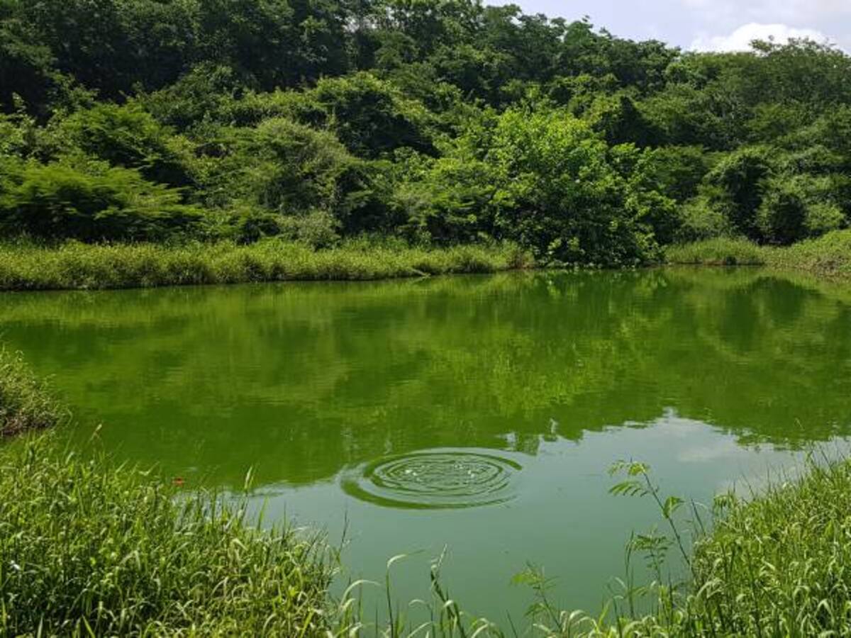 ¿Qué responden lo candidatos presidenciales frente al medio ambiente?
