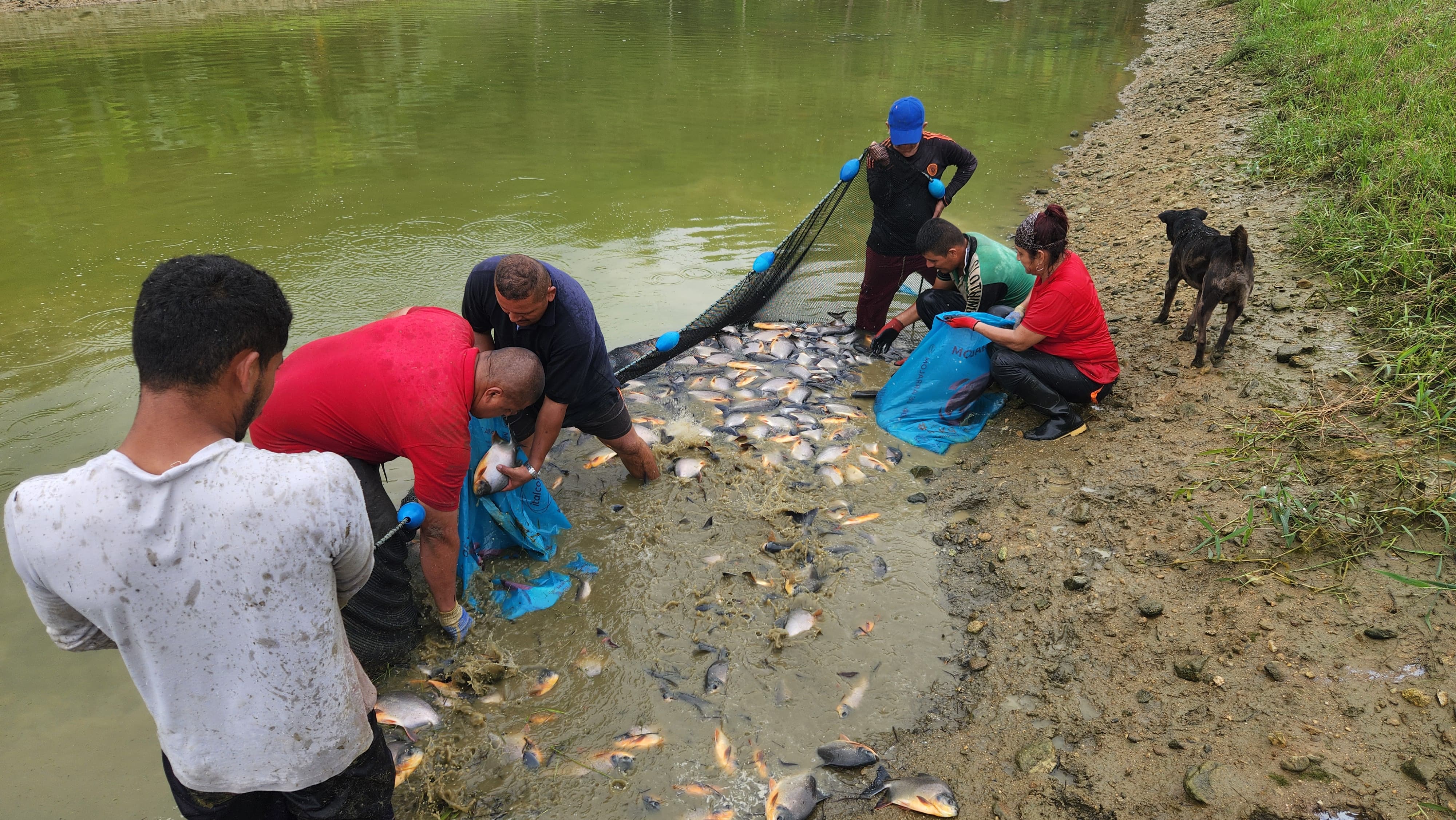 Iniciativa de pescados