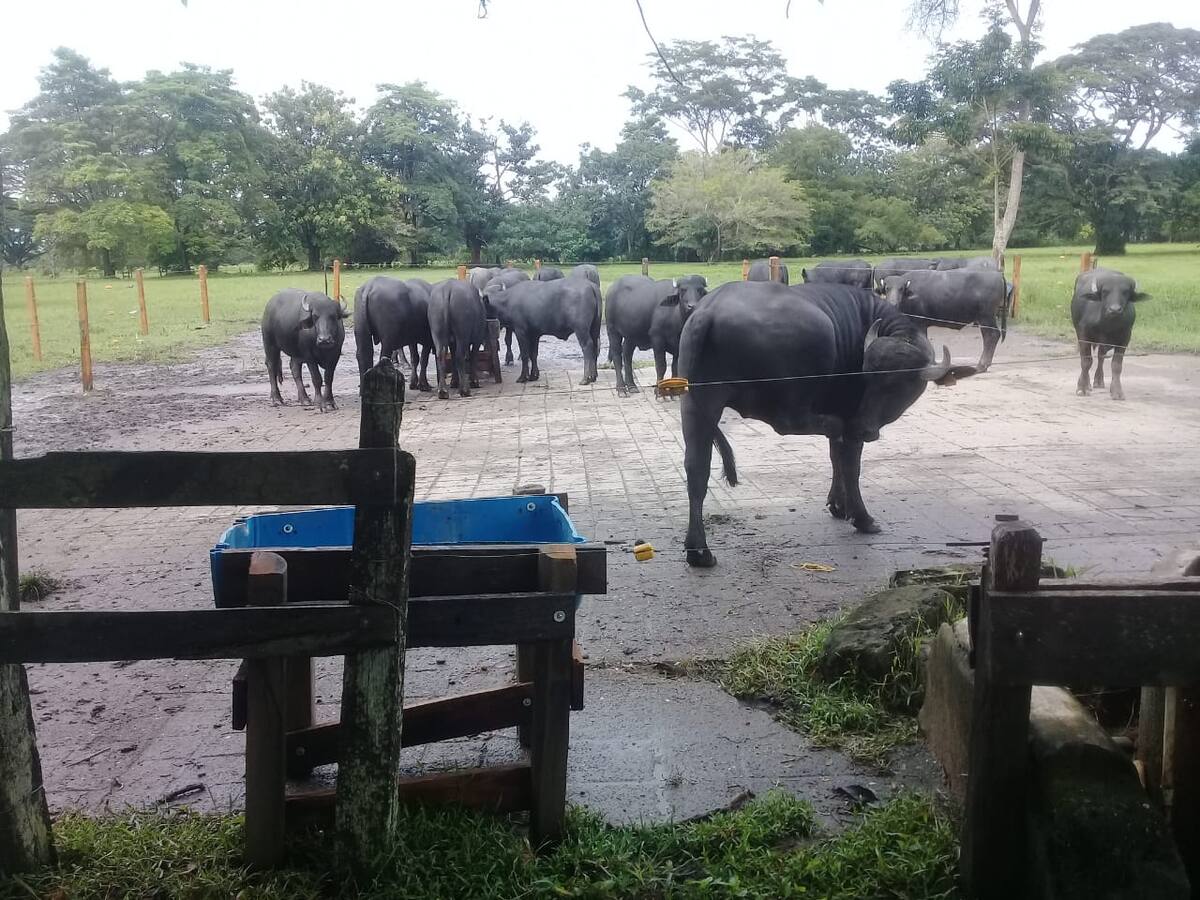 Por una mayor producción de carne de búfalo en Colombia trabajan en universidad