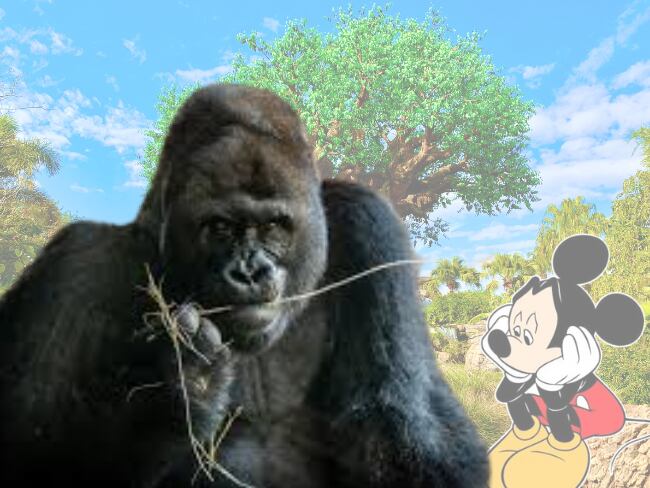 Gino, Disney’s Animal Kingdom, Mickey Mouse, imágenes de referencia tomadas de redes oficiales de Disney.