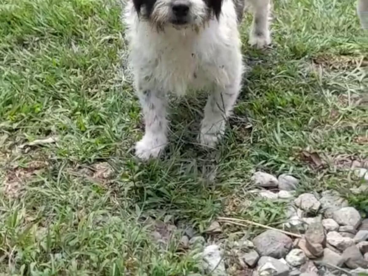 Perro es amenazado de muerte por atacar gallinas en Filandia, Quindío