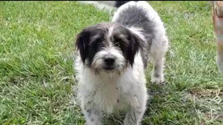 Animalista de Filandia