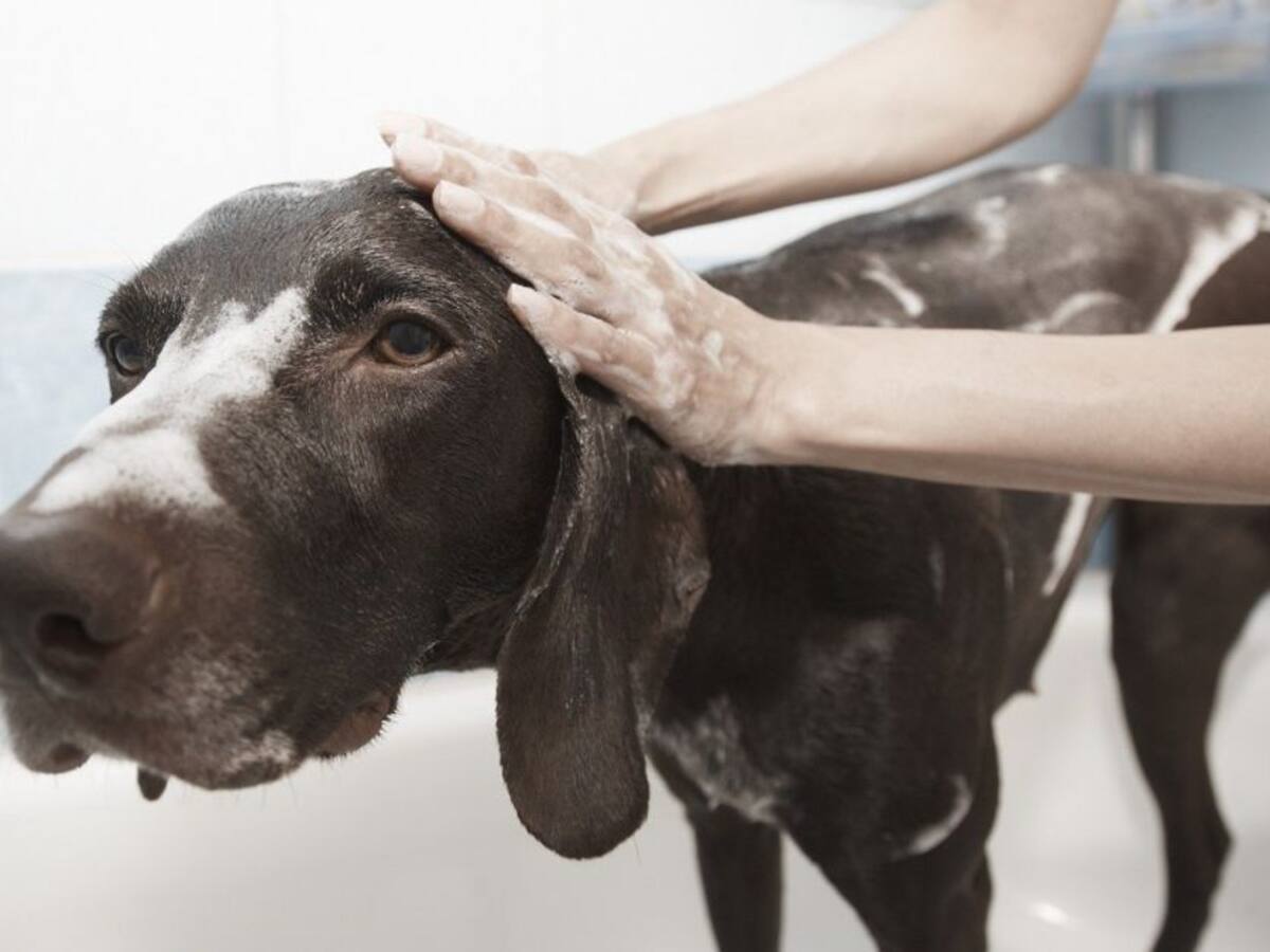 Cómo desinfectar a tu mascota después de un paseo