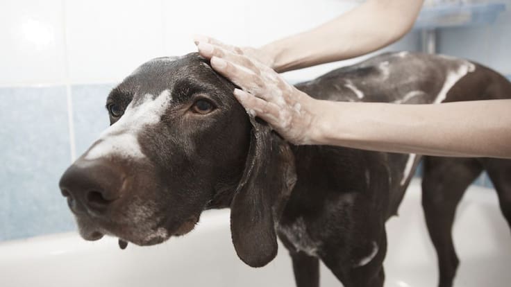 Cómo desinfectar a tu mascota después de un paseo