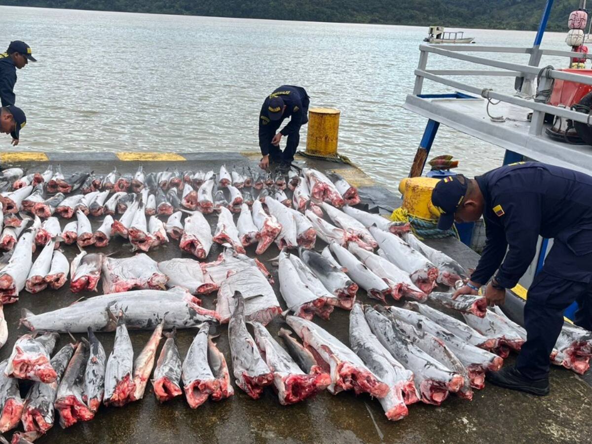114 tiburones mutilados fueron incautados en el Pacifico