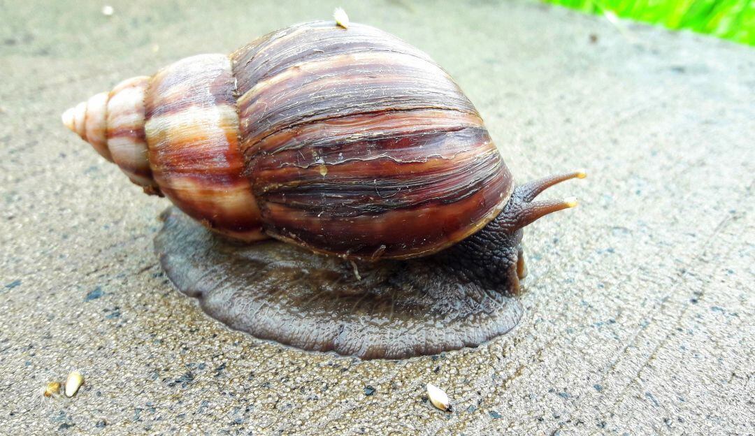 Caracoles africanos
