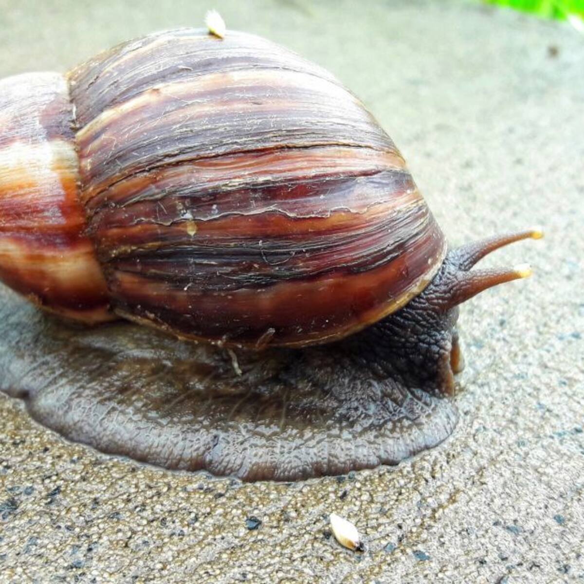 Alerta en Santa Marta por presencia de caracoles africanos