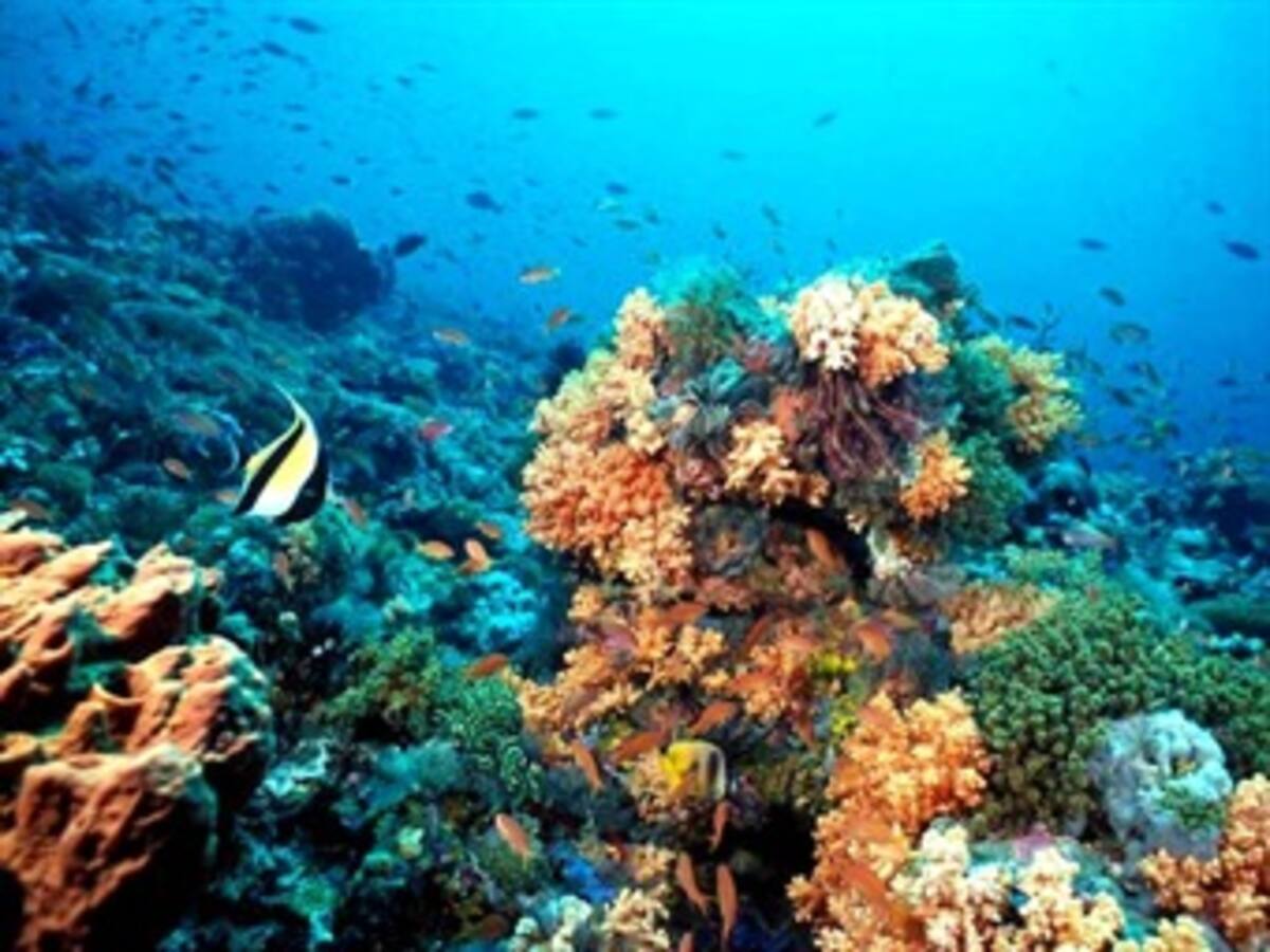 Greenpeace critica permiso parcial a plan turístico junto a arrecife mexicano