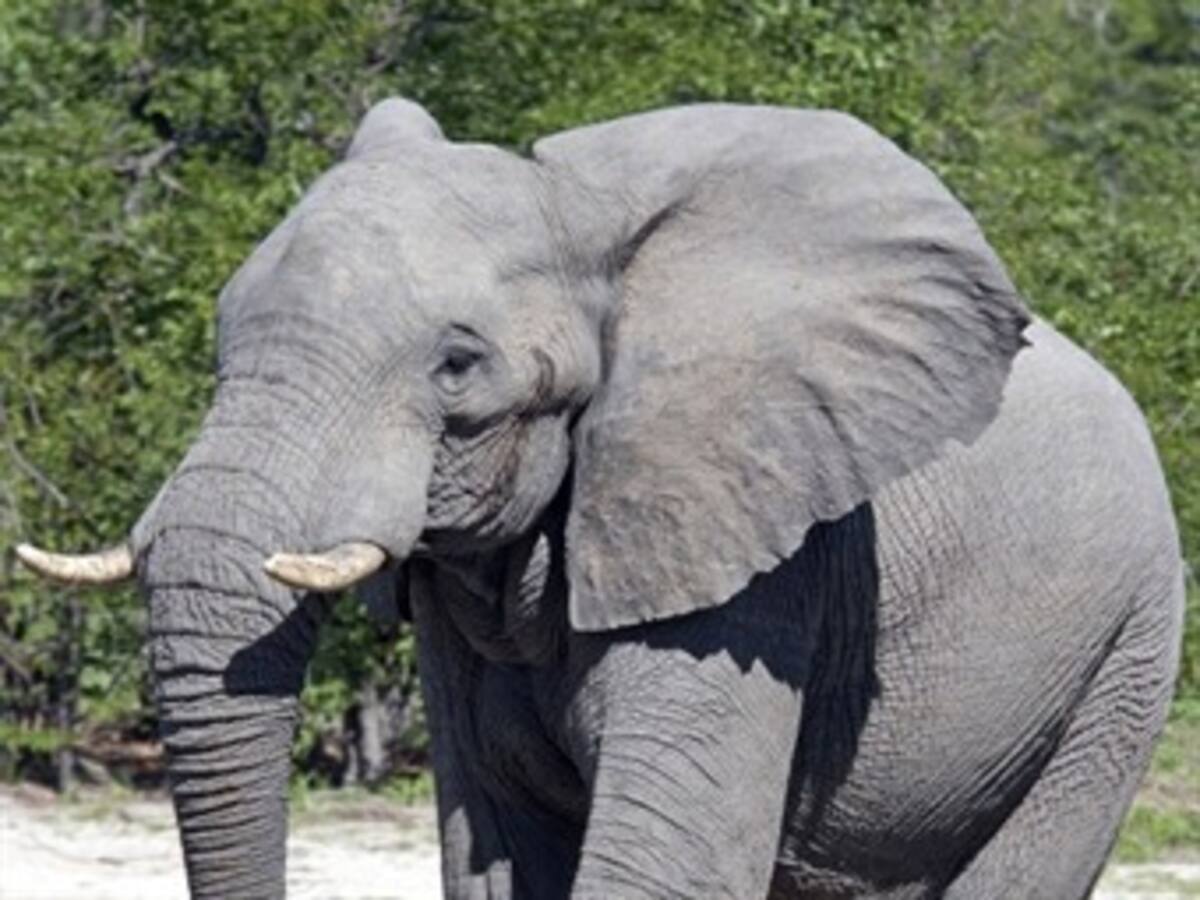 Unos cien elefantes mueren de sed en un parque de Zimbabue
