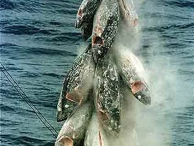 La CE propondrá vetar la pesca de atún rojo, si así lo recomiendan los científicos
