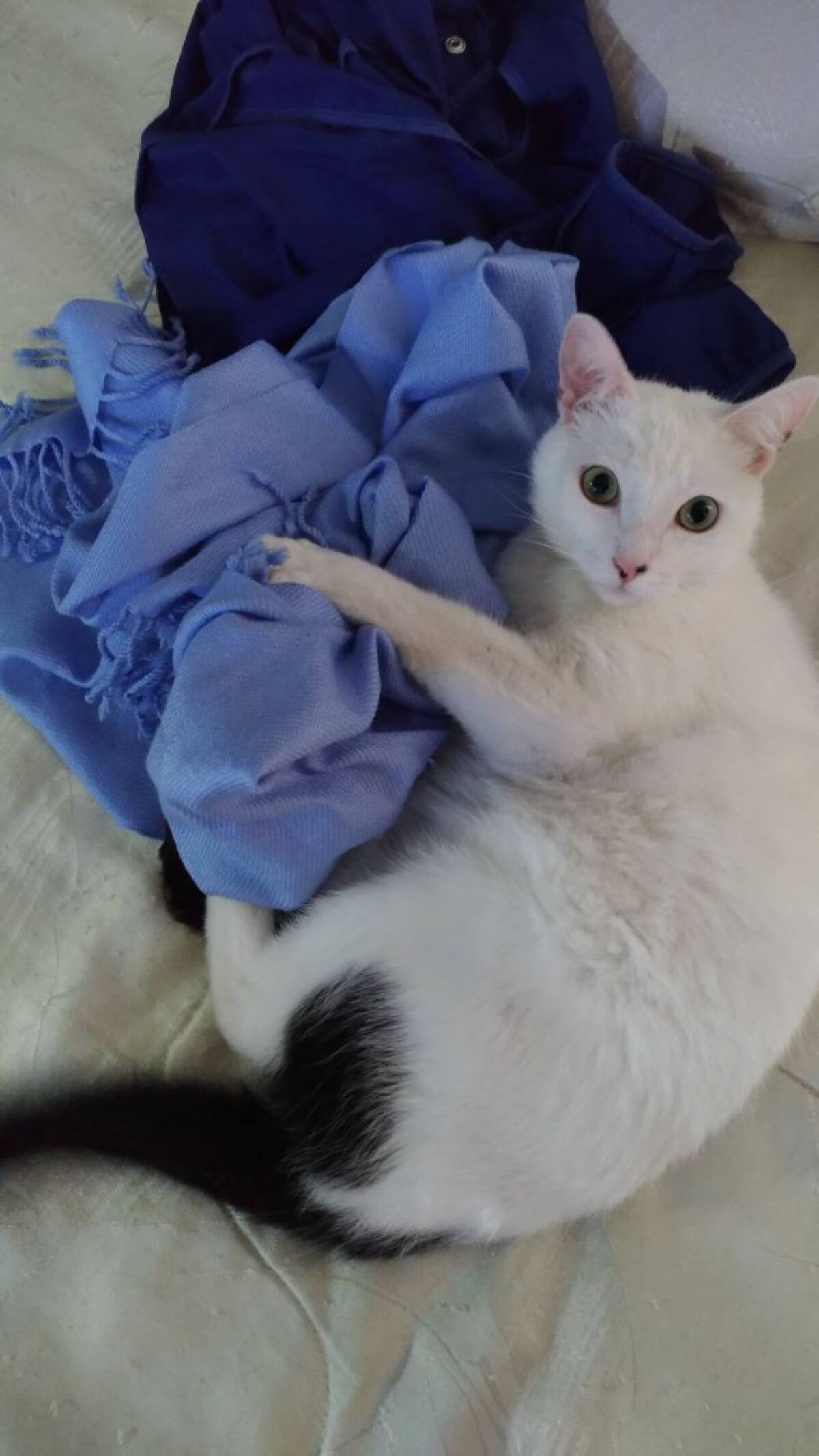 Esta fotografía no la envía Alexander Riveros, pillo a su gato Toño dañando una prenda de su esposa