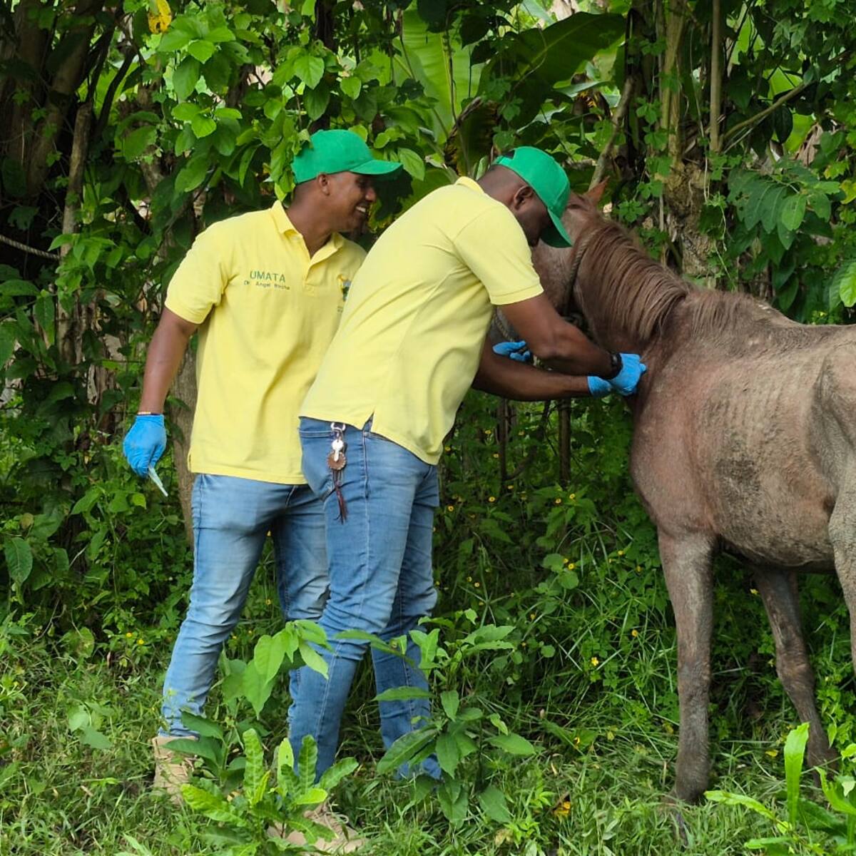 Jornada de vacunación contra la Encefalitis Equina Venezolana en María La Baja