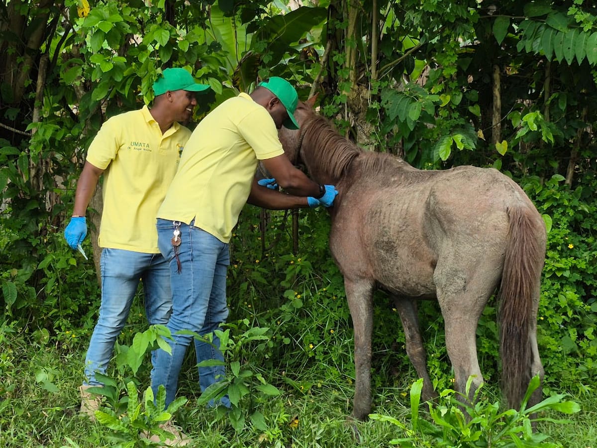 Jornada de vacunación contra la Encefalitis Equina Venezolana en María La Baja