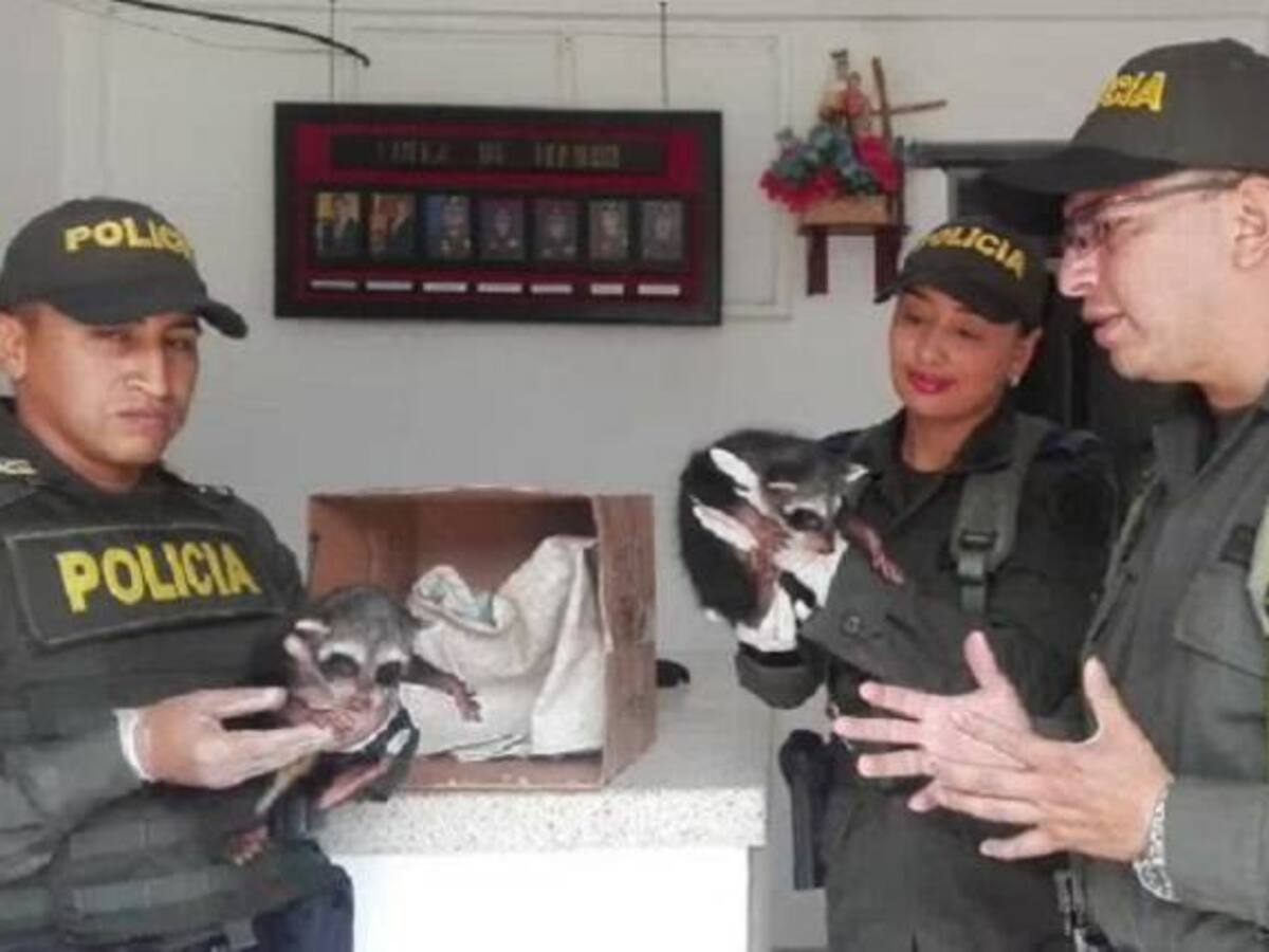 Recupera dos Mapaches que estaban en zona rural de Guática
