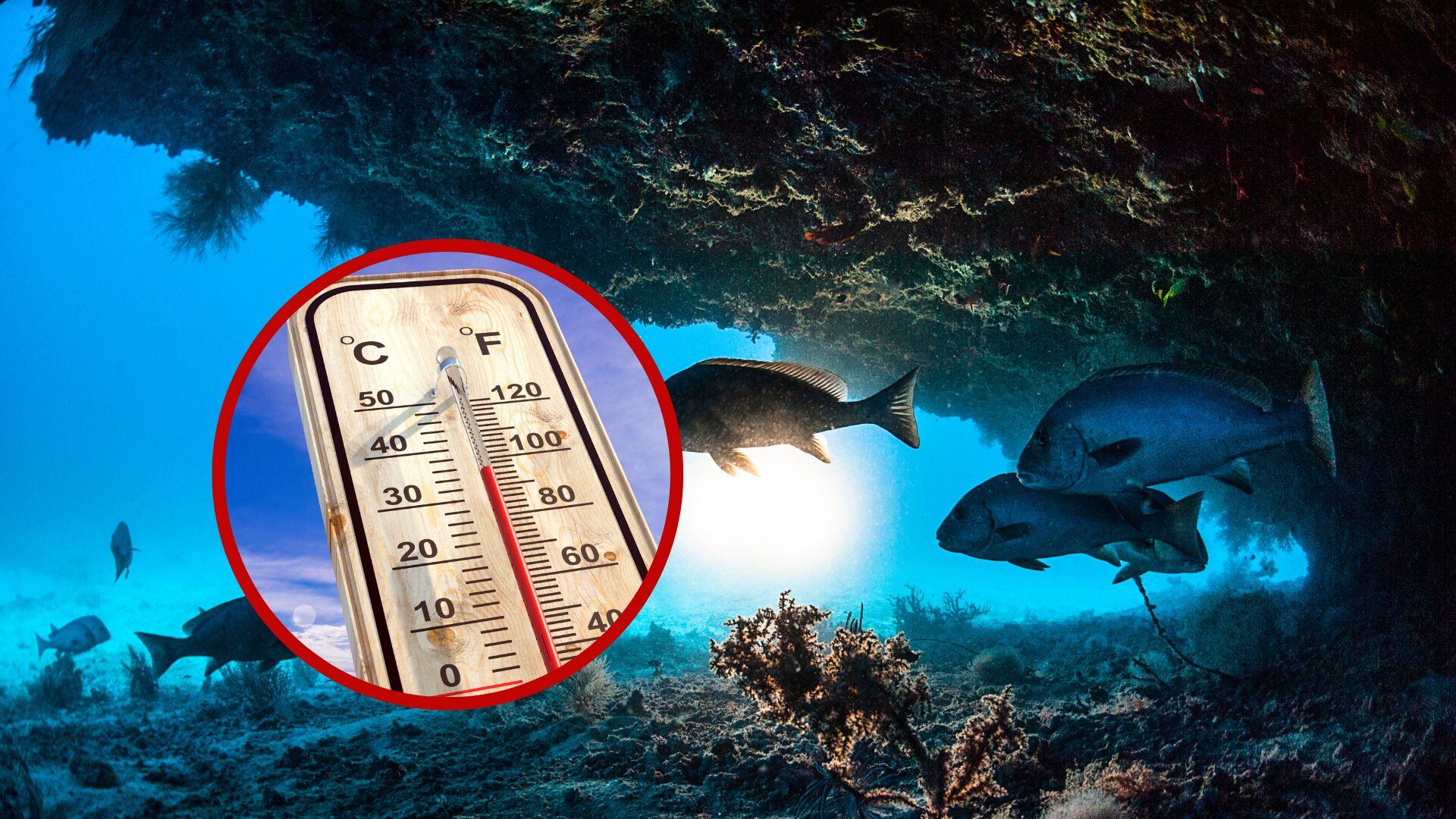 Aumento de temperatura en el fondo del mar, imágenes de referencia. Fotos: Getty Images.