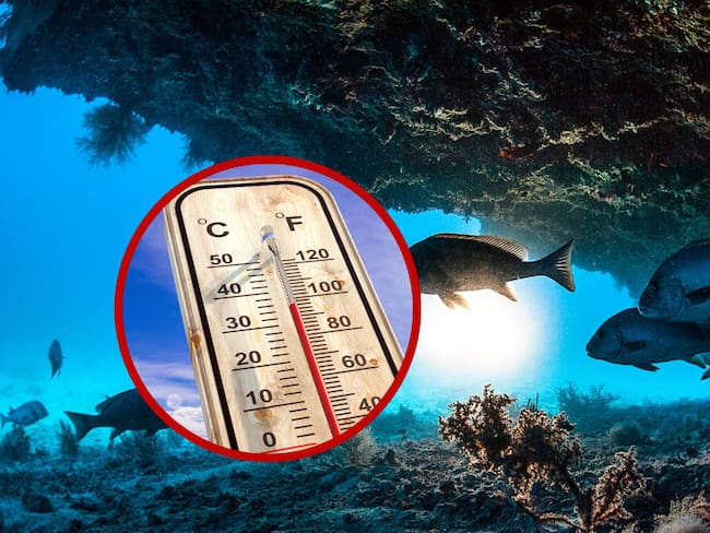 Aumento de temperatura en el fondo del mar, imágenes de referencia. Fotos: Getty Images.