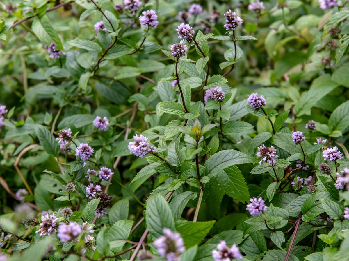 ¿Por qué florece la hierbabuena? Significado, usos medicinales y cuidados