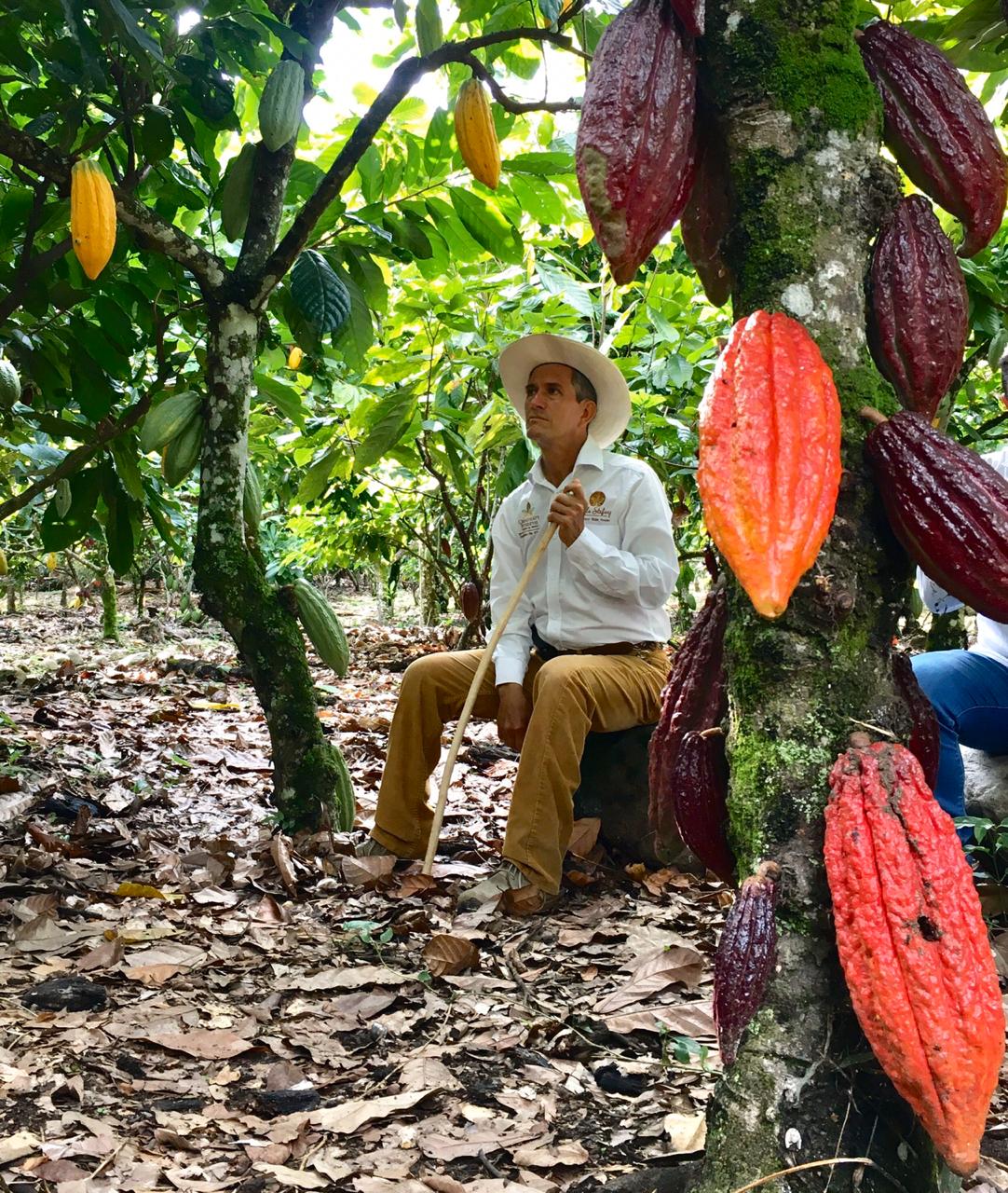 Se ha convertido en toda una atracción donde se puede vivir toda la experiencia cacaotera.
