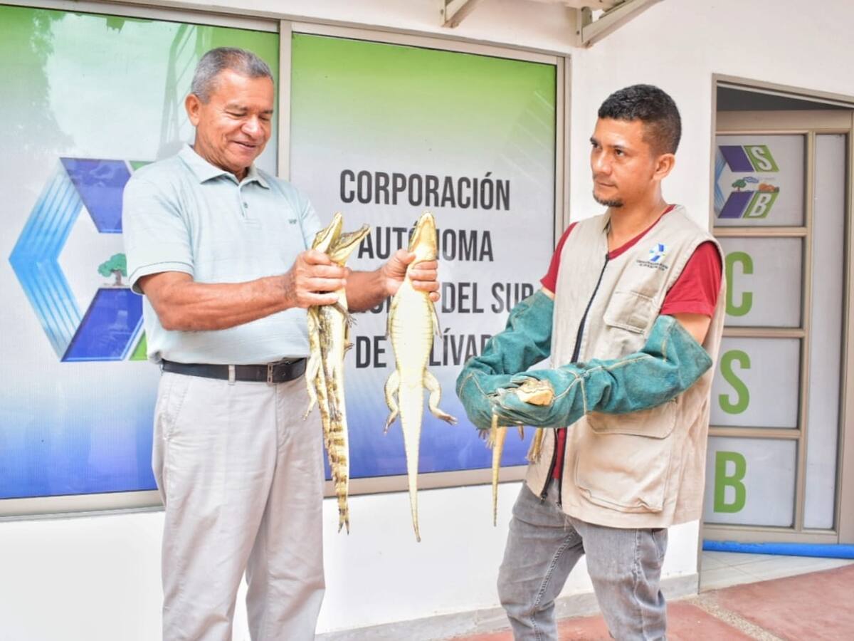 La historia de las 369 babillas que volvieron a su hábitat en Bolívar