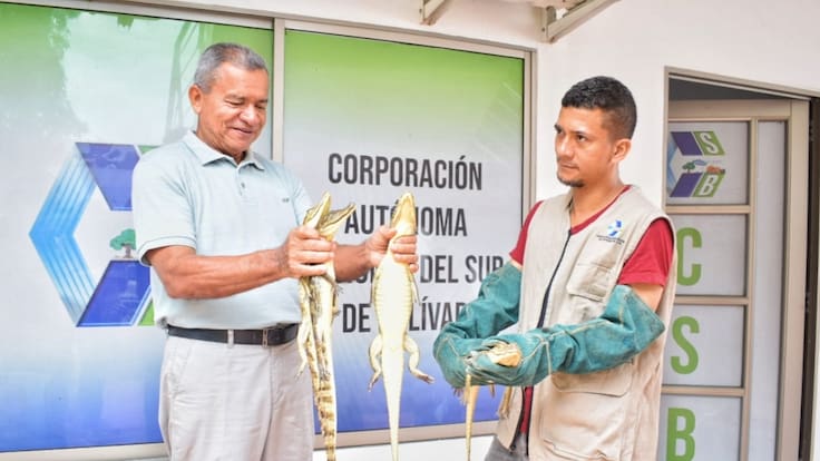 La historia de las 369 babillas que volvieron a su hábitat en Bolívar