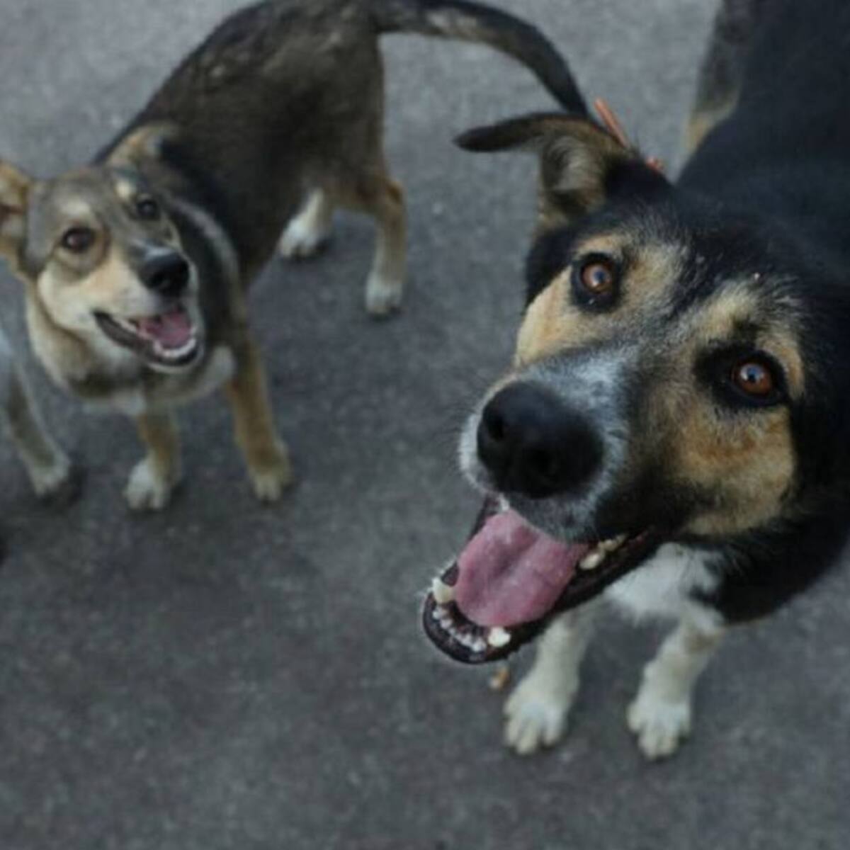 600 esterilizaciones para perros y gatos se realizarían en Armenia