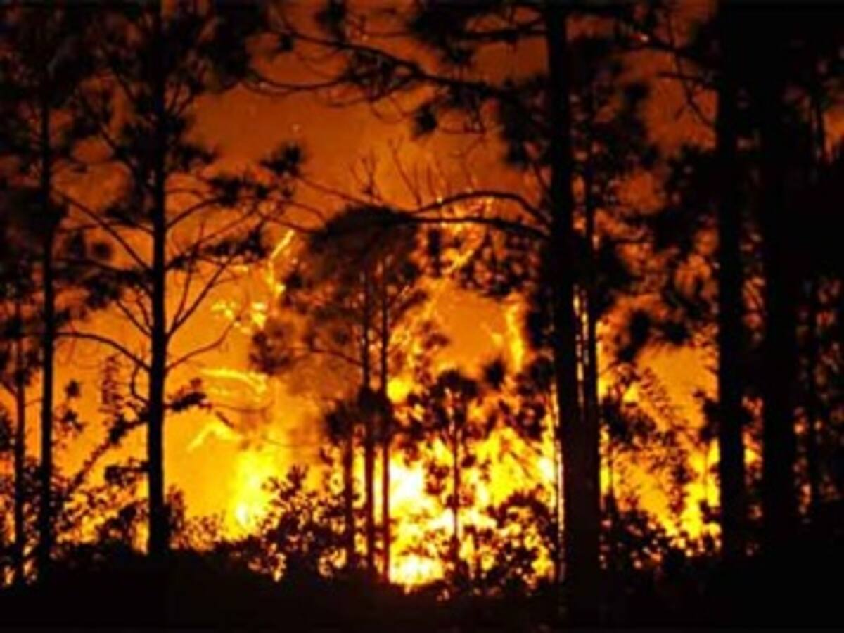 Más 65 mil hectáreas arrasadas dejan incendios forestales en el 2010