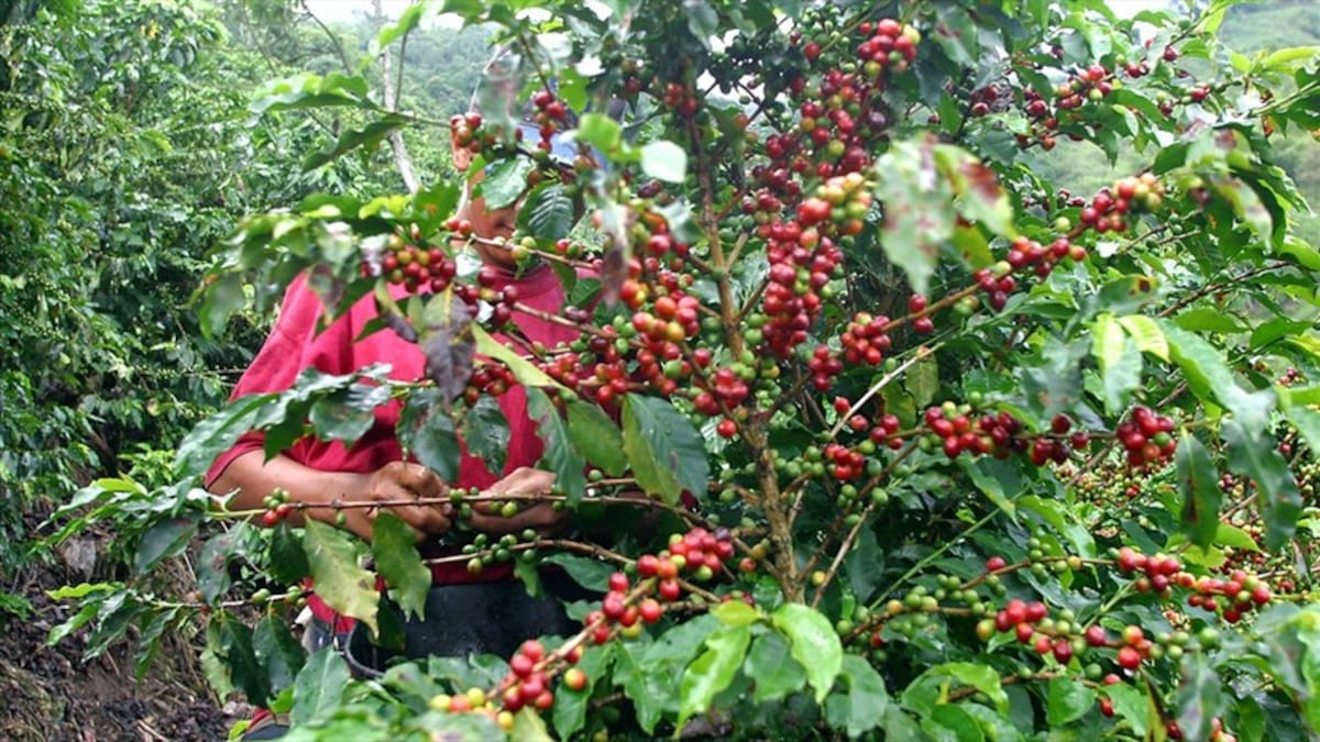 Alerta en Risaralda por la aparición de roya en palos de café
