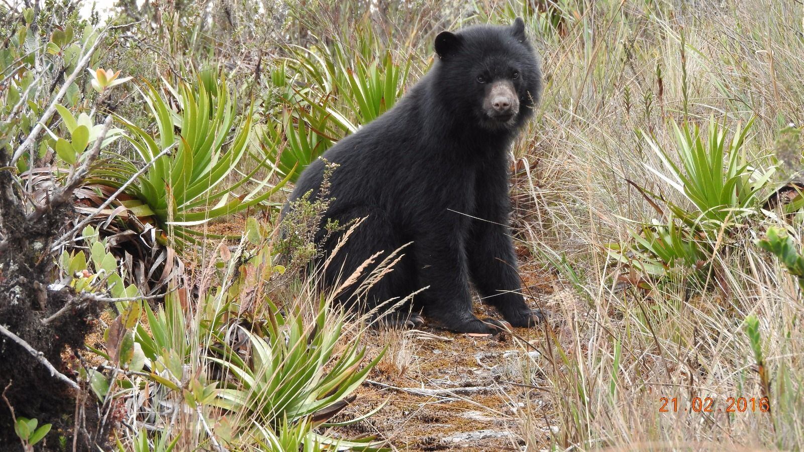 Oso andino / Foto: CVC