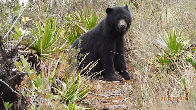Oso andino / Foto: CVC