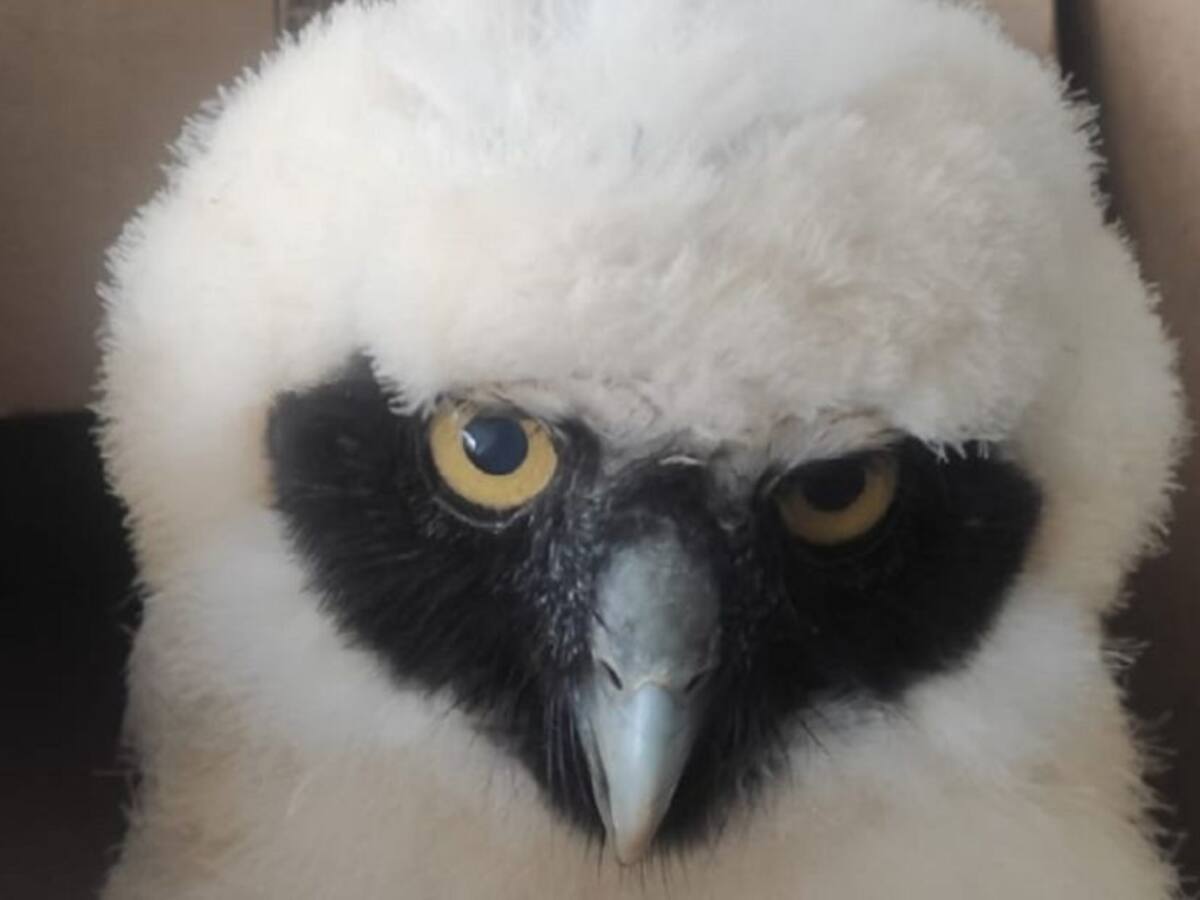 Policía rescata un búho a orillas del río Chinchiná