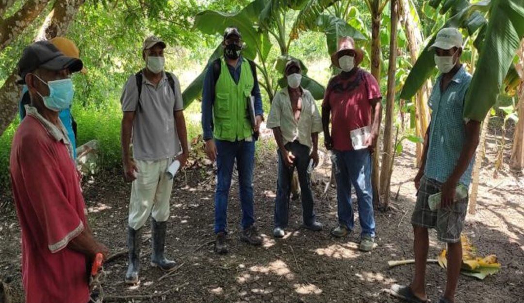 Las capacitaciones lideradas por el ICA van dirigidas a productores agrícolas del cultivo del plátano y banano