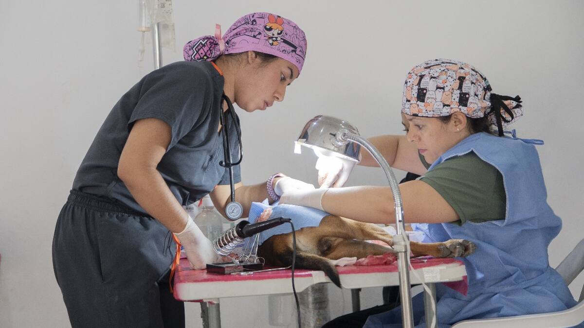 En el Huila más de 100.000 caninos y felinos dejarán de nacer en condición de abandono