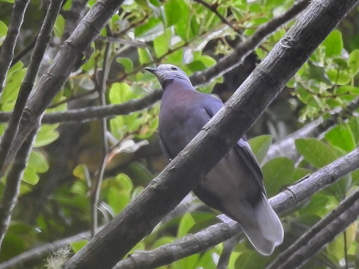 Paloma Pechimorada fue avistada por primera vez en zona rural de Génova, Quindío