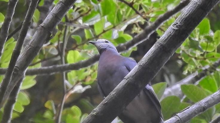 Informe sobre avistamiento de paloma en Génova, Quindío