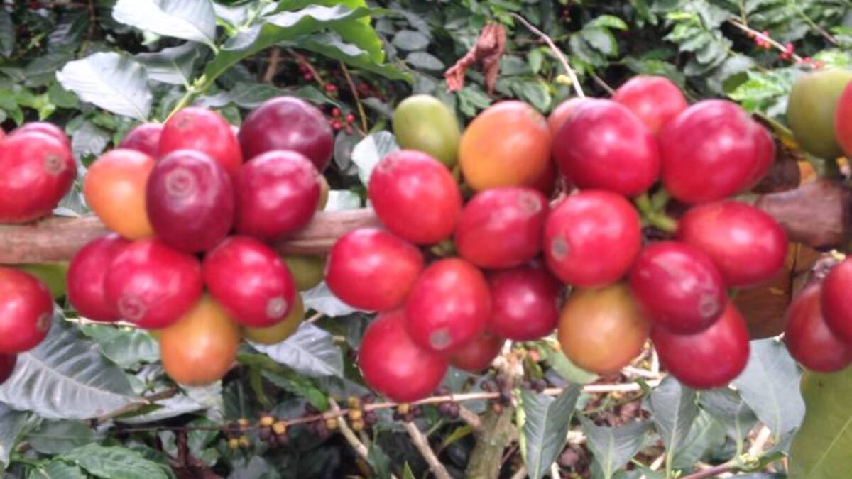 Cafeteros de Antioquia apoyarían movilizaciones por falta de apoyo del gobierno