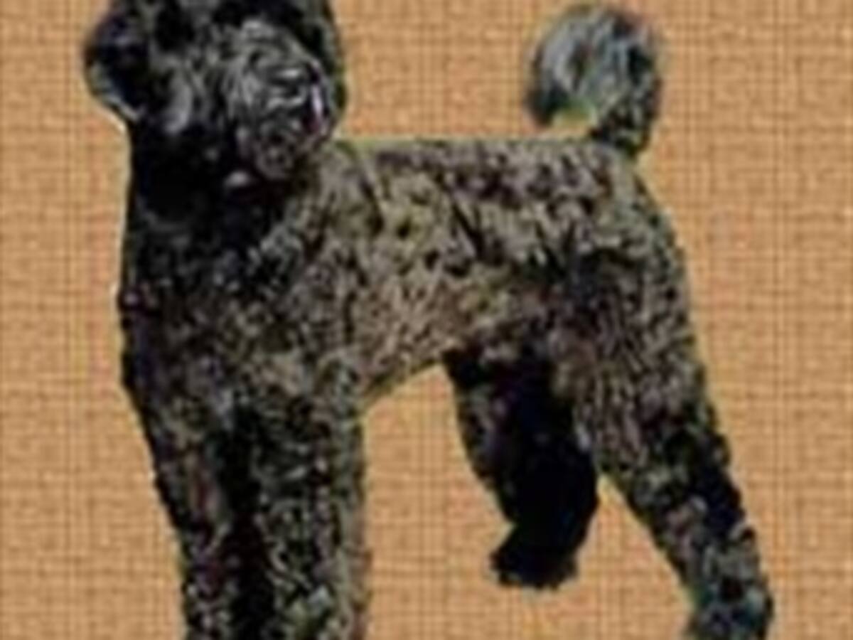 Un perro de aguas portugués será la mascota elegida por la familia Obama