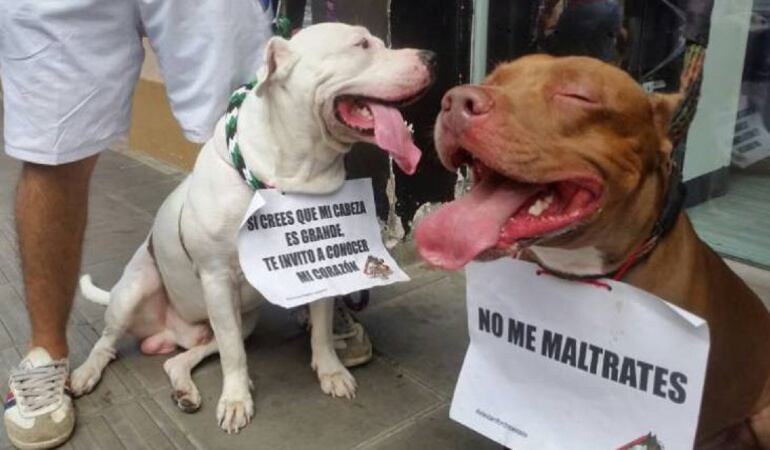 El hecho más reciente se dio en Villa del Rosario con el asesinato de un perro con más de 20 puñaladas