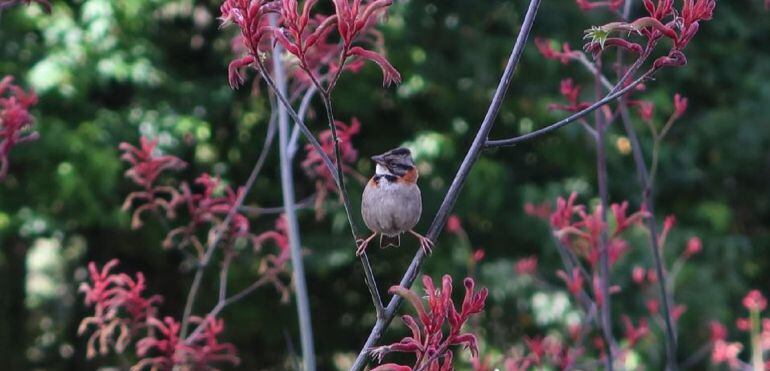 Bogotá tiene mas de 67 variedades de aves. Fotografía de Bogotá Vive natural