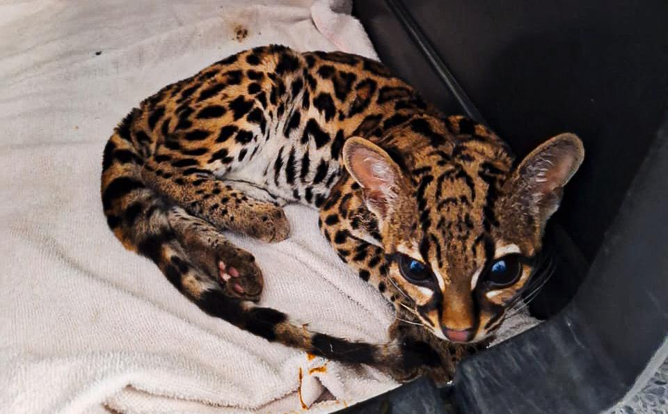 Cortesía: Área Metropolitana