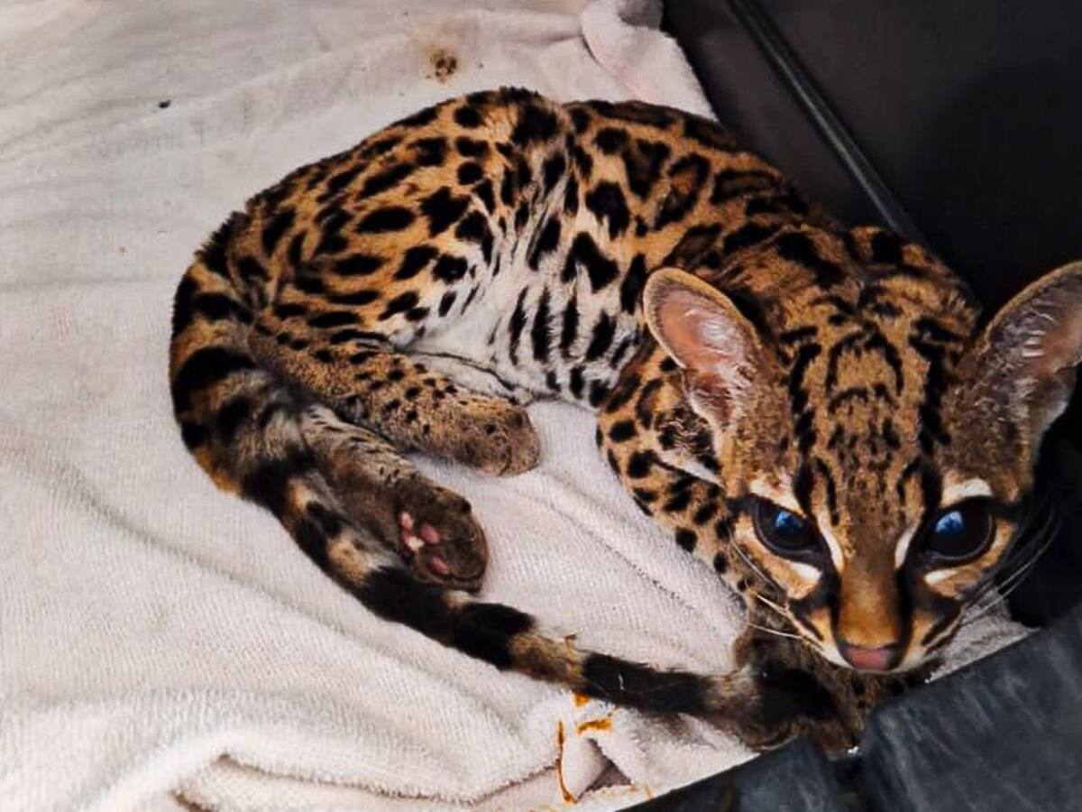 De cautiverio urbano a bosque de niebla: liberan margay en el suroeste antioqueño